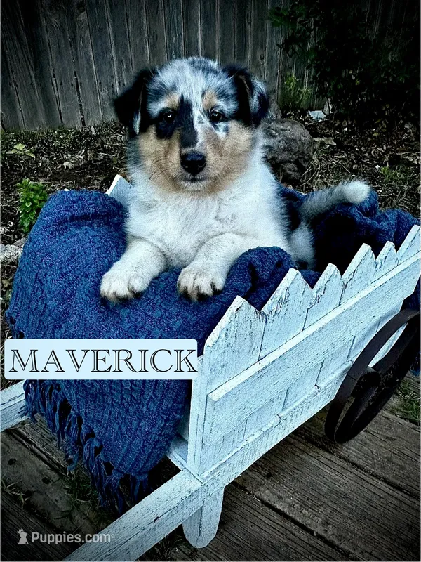 Maverick  – Collie puppy for sale in Lubbock, TX