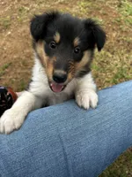Belle, a female Collie for sale in Lubbock, TX – 3 of 5