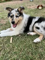 Maverick  - AKC Rough Collie, a male Collie for sale in Lubbock, TX – 5 of 5