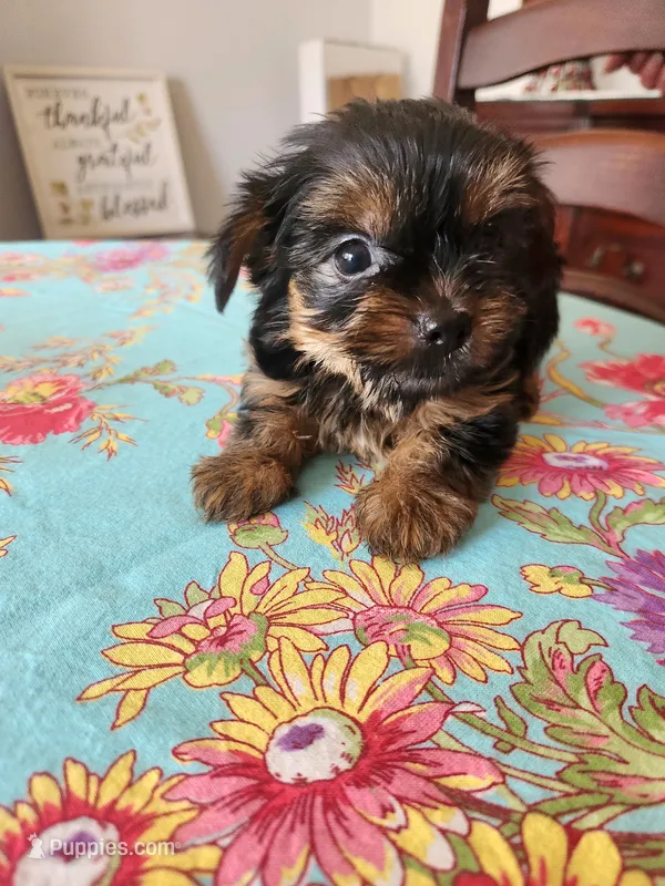 Dolly – Yorkshire Terrier puppy for sale in Easley, SC