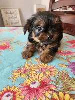 Dolly, a female Yorkshire Terrier for sale in Easley, SC – 1 of 3