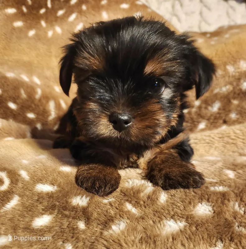 Louie – Yorkshire Terrier puppy for sale in Easley, SC