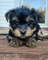 Bruno, a male Yorkshire Terrier for sale in Easley, SC – 2 of 2