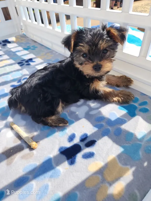 Bruno – Yorkshire Terrier puppy for sale in Easley, SC