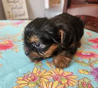 Dolly, a female Yorkshire Terrier for sale in Easley, SC – 2 of 3