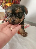 Dolly, a female Yorkshire Terrier for sale in Easley, SC – 3 of 3