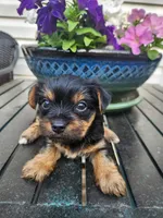 LULU, a female Yorkshire Terrier for sale in Easley, SC – Photo 2 of 2