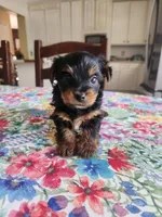LULU, a female Yorkshire Terrier for sale in Easley, SC – Photo 1 of 2