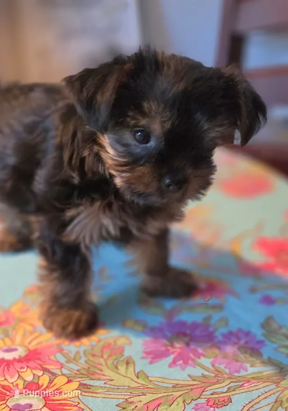 Dolly – Yorkshire Terrier puppy for sale in Easley, SC