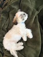 Teddy, a male Shih Tzu for sale in Lakehurst, NJ – 4 of 4