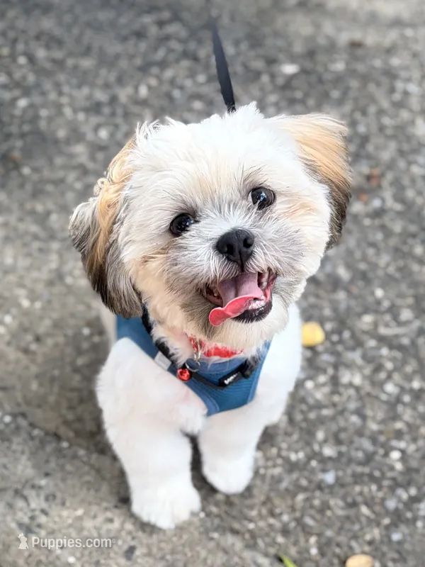Teddy – Shih Tzu puppy for sale in Lakehurst, NJ