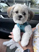 Teddy, a male Shih Tzu for sale in Lakehurst, NJ – 2 of 4