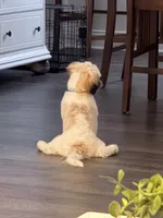 Teddy, a male Shih Tzu for sale in Lakehurst, NJ – 3 of 4