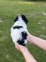 Green, a male Poodle - Toy  for sale in Royse City, TX – Photo 3 of 3