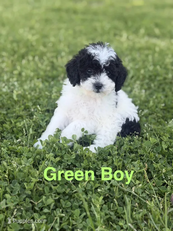 Green – Poodle - Toy  puppy for sale in Royse City, TX