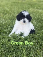 Green, a male Poodle - Toy  for sale in Royse City, TX – Photo 1 of 3