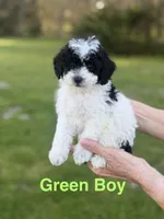 Green, a male Poodle - Toy  for sale in Royse City, TX – Photo 2 of 3