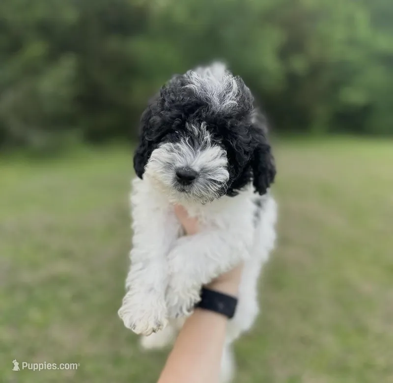 Blue – Poodle - Toy  puppy for sale in Royse City, TX