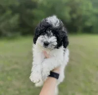Blue, a male Poodle - Toy  for sale in Royse City, TX – Photo 1 of 2