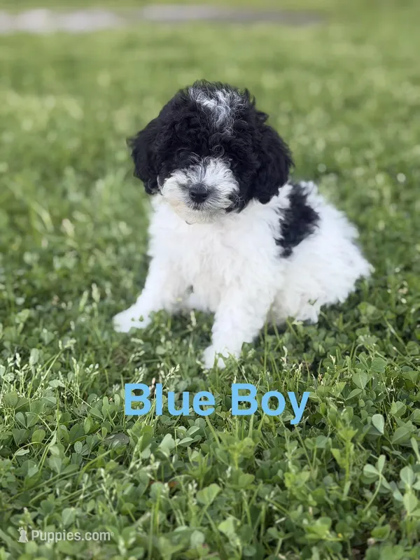Blue – Poodle - Toy  puppy for sale in Royse City, TX