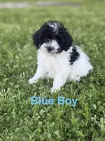 Blue, a male Poodle - Toy  for sale in Royse City, TX – Photo 1 of 3