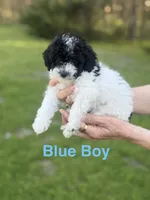 Blue, a male Poodle - Toy  for sale in Royse City, TX – Photo 2 of 3