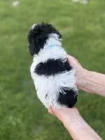 Blue, a male Poodle - Toy  for sale in Royse City, TX – Photo 3 of 3