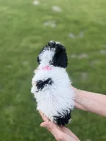 Pink , a female Poodle - Toy  for sale in Royse City, TX – Photo 3 of 3