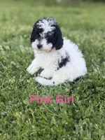 Pink , a female Poodle - Toy  for sale in Royse City, TX – Photo 2 of 3