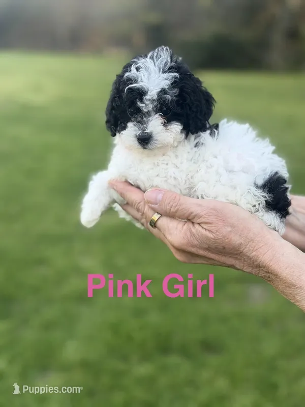 Pink  – Poodle - Toy  puppy for sale in Royse City, TX