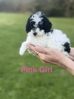 Pink , a female Poodle - Toy  for sale in Royse City, TX – Photo 1 of 3