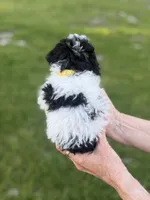 Yellow, a male Poodle - Toy  for sale in Royse City, TX – Photo 3 of 3