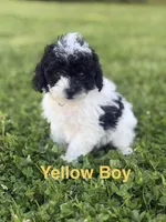 Yellow, a male Poodle - Toy  for sale in Royse City, TX – Photo 2 of 3