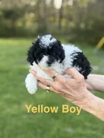 Yellow, a male Poodle - Toy  for sale in Royse City, TX – Photo 1 of 3