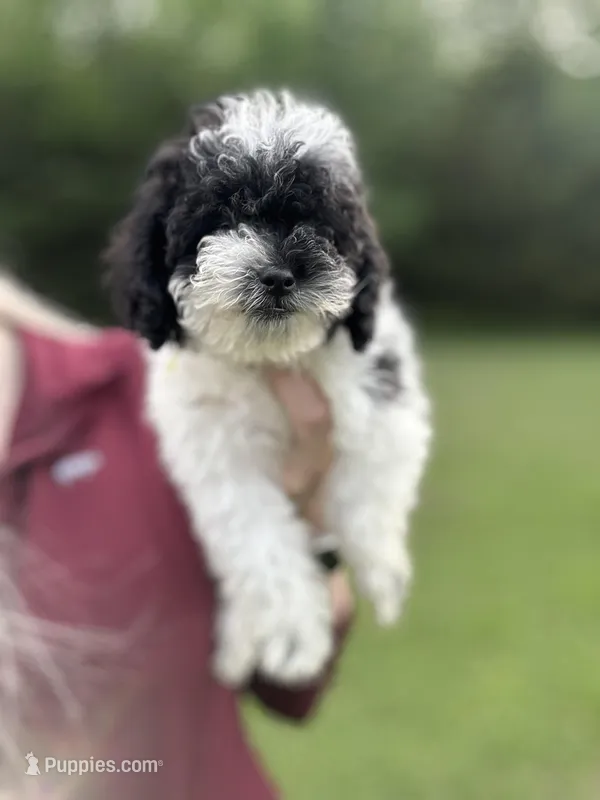 Yellow – Poodle - Toy  puppy for sale in Royse City, TX