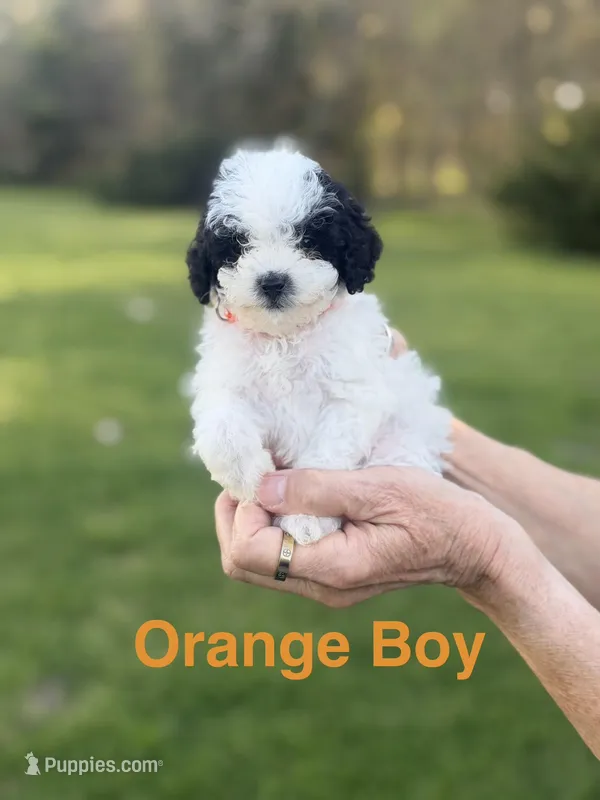 Orange  – Poodle - Toy  puppy for sale in Royse City, TX