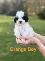 Orange , a male Poodle - Toy  for sale in Royse City, TX – Photo 1 of 3