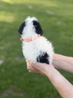 Orange , a male Poodle - Toy  for sale in Royse City, TX – Photo 3 of 3