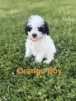 Orange , a male Poodle - Toy  for sale in Royse City, TX – Photo 2 of 3