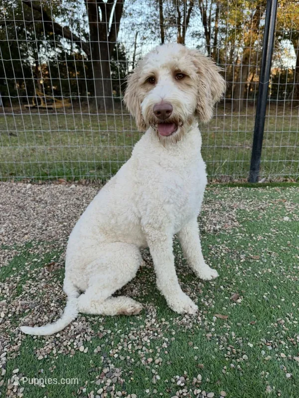 Daisy Mae – Goldendoodle puppy for sale in Royse City, TX