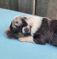 Dixie BMM, a male Toy Australian Shepherd for sale in Chelsea, AL – Photo 4 of 7