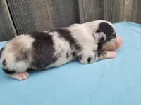 Dixie BMM, a male Toy Australian Shepherd for sale in Chelsea, AL – Photo 7 of 7