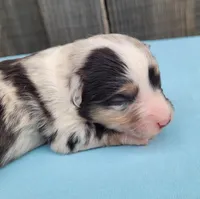 Dixie BMM, a male Toy Australian Shepherd for sale in Chelsea, AL – Photo 2 of 7