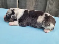 Dixie BMM, a male Toy Australian Shepherd for sale in Chelsea, AL – Photo 6 of 7
