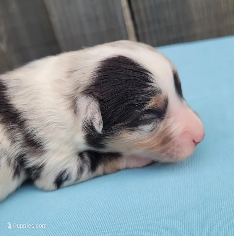 Dixie BMM – Toy Australian Shepherd puppy for sale in Chelsea, AL