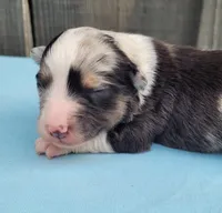 Dixie BMM, a male Toy Australian Shepherd for sale in Chelsea, AL – Photo 3 of 7