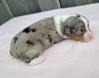Lottie BMF, a female Toy Australian Shepherd for sale in Chelsea, AL – Photo 5 of 5