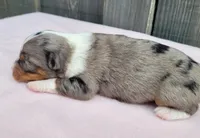 Lottie BMF, a female Toy Australian Shepherd for sale in Chelsea, AL – Photo 4 of 5