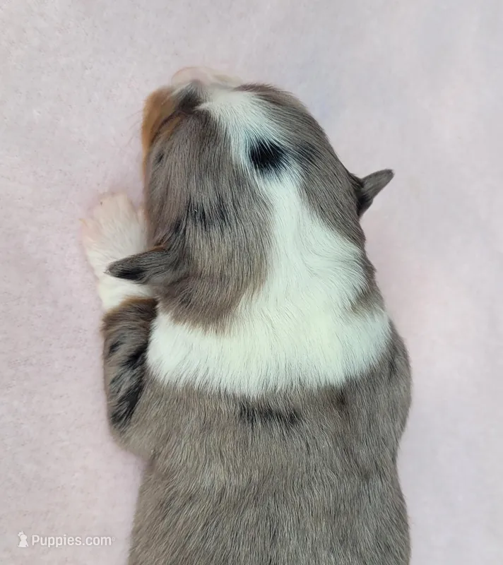 Lottie BMF – Toy Australian Shepherd puppy for sale in Chelsea, AL