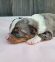 Lottie BMF, a female Toy Australian Shepherd for sale in Chelsea, AL – Photo 3 of 5